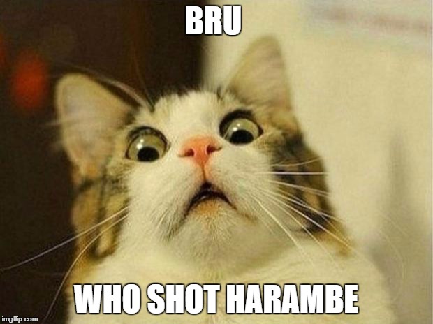 Scared Cat | BRU; WHO SHOT HARAMBE | image tagged in memes,scared cat | made w/ Imgflip meme maker