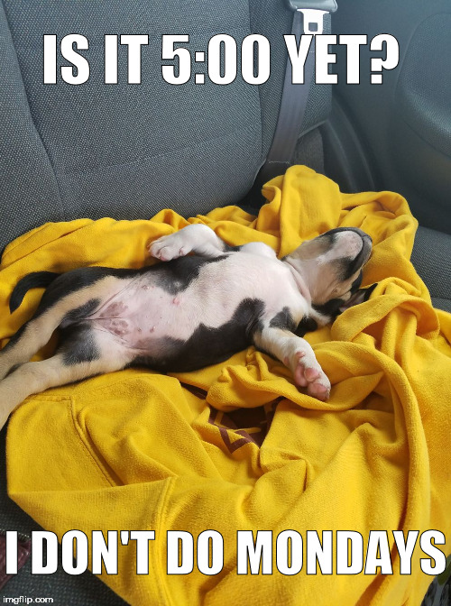 I am done adulting it's time to be a puppy! | IS IT 5:00 YET? I DON'T DO MONDAYS | image tagged in funny dogs,funny animals,cute puppies,puppies,monday's suck,monday meme | made w/ Imgflip meme maker