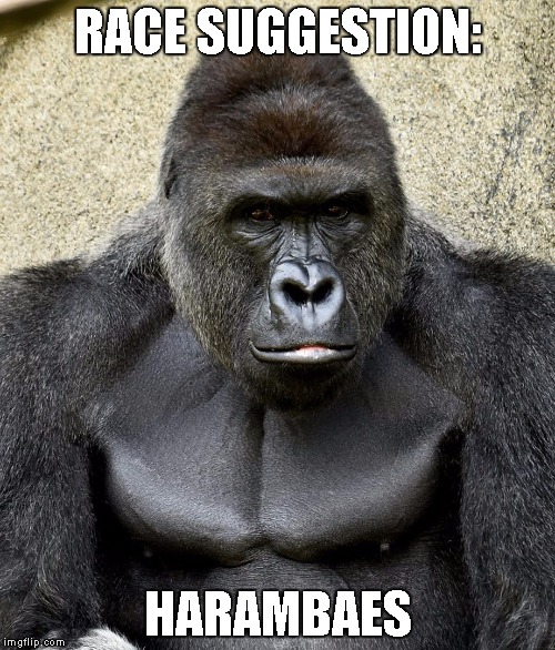 Harambe | RACE SUGGESTION:; HARAMBAES | image tagged in harambe | made w/ Imgflip meme maker