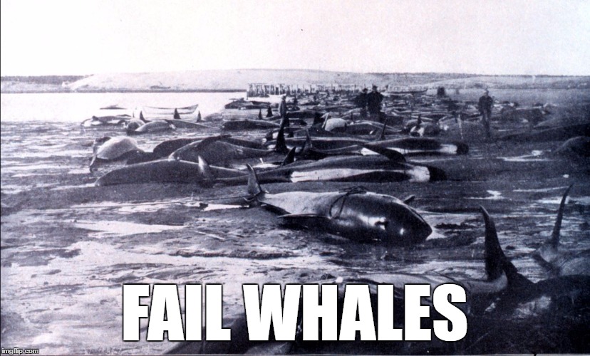 beached whales |  FAIL WHALES | image tagged in beached whales | made w/ Imgflip meme maker