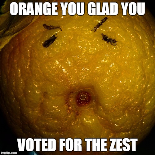 ORANGE YOU GLAD YOU; VOTED FOR THE ZEST | image tagged in trump,drumpf | made w/ Imgflip meme maker