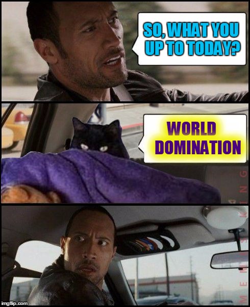 The Rock Driving | SO, WHAT YOU UP TO TODAY? WORLD    DOMINATION | image tagged in the rock driving evil cat,memes,the rock driving,evil cat | made w/ Imgflip meme maker