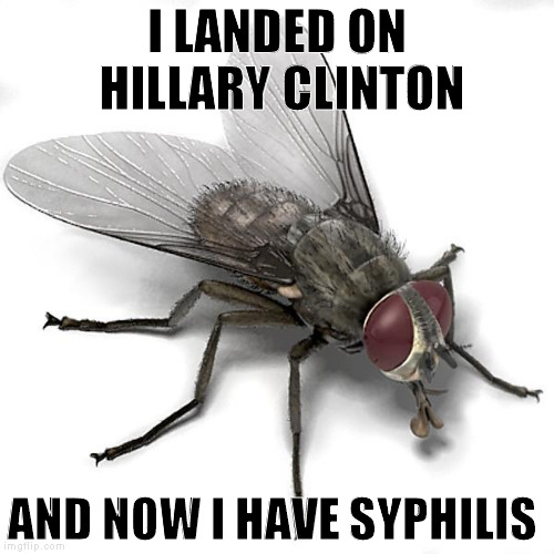 Debate Flies Matter | I LANDED ON HILLARY CLINTON; AND NOW I HAVE SYPHILIS | image tagged in scumbag house fly,memes,hillary clinton for prison hospital 2016,donald trump,biased media,debate fly | made w/ Imgflip meme maker