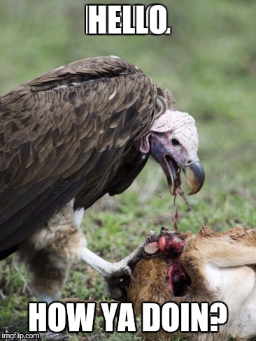 Vulture | HELLO; HOW YA DOIN? | image tagged in vulture | made w/ Imgflip meme maker