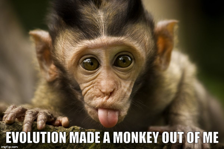 Evolution Made a Monkey Out of Me | EVOLUTION MADE A MONKEY OUT OF ME | image tagged in evolution,monkey | made w/ Imgflip meme maker