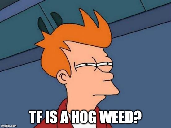 Futurama Fry Meme | TF IS A HOG WEED? | image tagged in memes,futurama fry | made w/ Imgflip meme maker