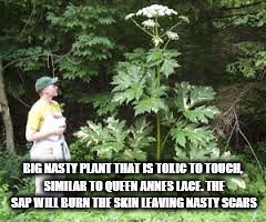 BIG NASTY PLANT THAT IS TOXIC TO TOUCH, SIMILAR TO QUEEN ANNES LACE. THE SAP WILL BURN THE SKIN LEAVING NASTY SCARS | made w/ Imgflip meme maker