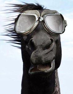 Horse glasses Blank Meme Template