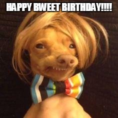 phteven dog | HAPPY BWEET BIRTHDAY!!!! | image tagged in phteven dog | made w/ Imgflip meme maker