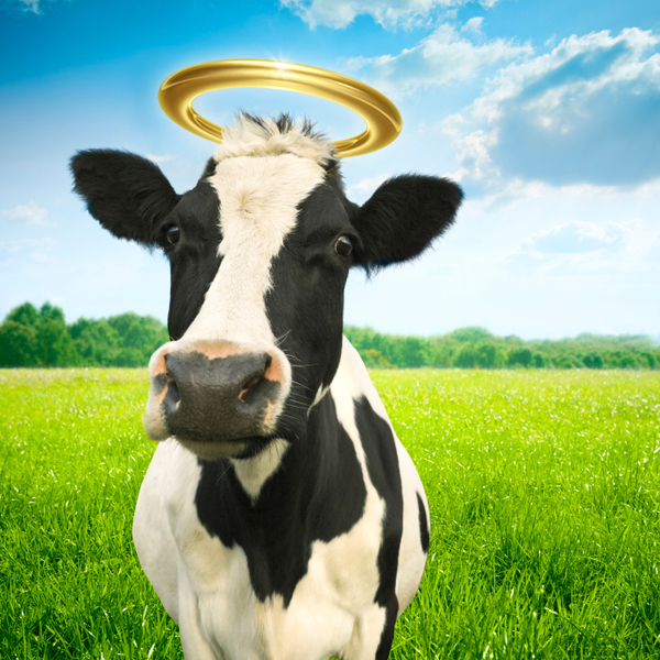 Holy Cow Blank Template - Imgflip