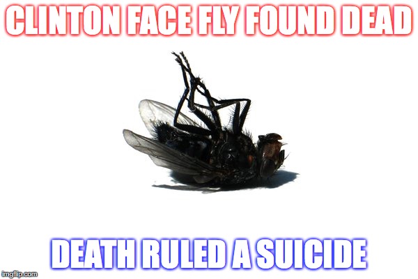 Face Fly | CLINTON FACE FLY FOUND DEAD; DEATH RULED A SUICIDE | image tagged in dead fly | made w/ Imgflip meme maker