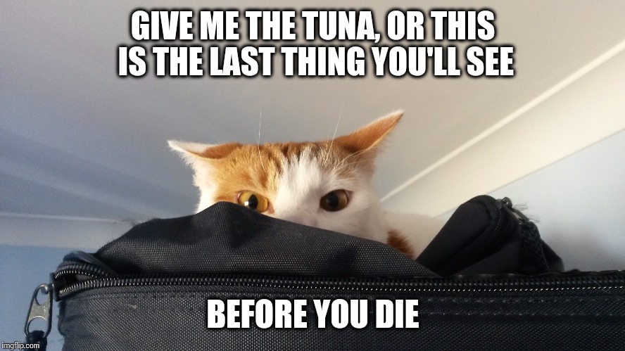 Give me the tuna. | GIVE ME THE TUNA, OR THIS IS THE LAST THING YOU'LL SEE; BEFORE YOU DIE | image tagged in cats,funny cat memes,funny memes,cat meme,hungry | made w/ Imgflip meme maker