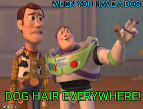 Dogs | WHEN YOU HAVE A DOG; DOG HAIR EVERYWHERE! | image tagged in memes,dogs,hair,x x everywhere | made w/ Imgflip meme maker