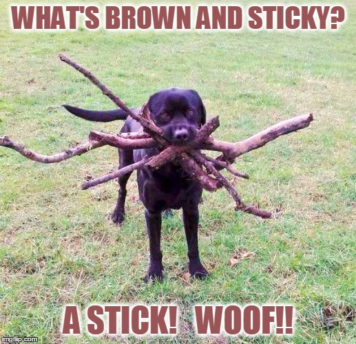 Dumb Dog Jokes | WHAT'S BROWN AND STICKY? A STICK!   WOOF!! | image tagged in meme,dumb jokes,dogs,funny | made w/ Imgflip meme maker