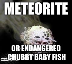 METEORITE; OR ENDANGERED CHUBBY BABY FISH | image tagged in fish | made w/ Imgflip meme maker