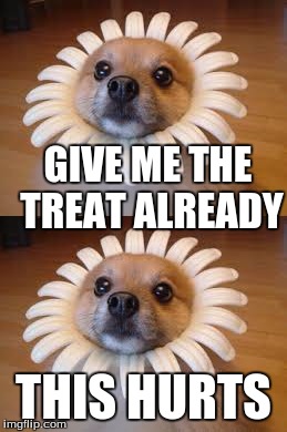 Flower puppy | GIVE ME THE TREAT ALREADY; THIS HURTS | image tagged in flower,puppy,cute,treat | made w/ Imgflip meme maker