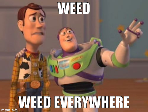 X, X Everywhere | WEED; WEED EVERYWHERE | image tagged in memes,x x everywhere | made w/ Imgflip meme maker