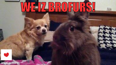 My Bro | WE IZ BROFURS! | image tagged in memes | made w/ Imgflip meme maker