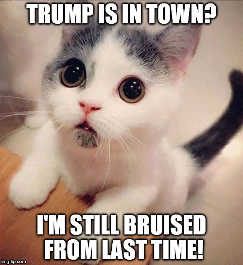 PussyGate goes deeper than you know. | TRUMP IS IN TOWN? I'M STILL BRUISED FROM LAST TIME! | image tagged in trump and pussy,kitties,pussygate,groping,assault | made w/ Imgflip meme maker