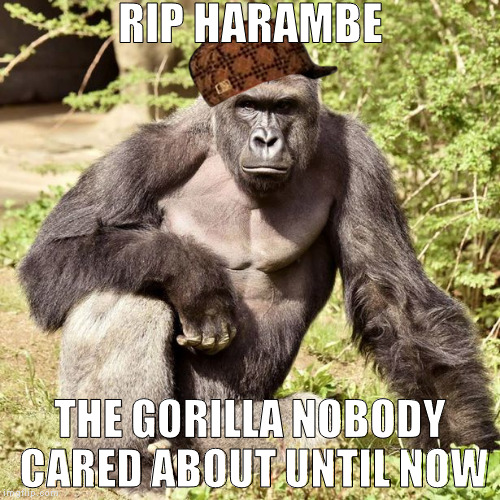 RIP HARAMBE; THE GORILLA NOBODY CARED ABOUT UNTIL NOW | image tagged in harambe,scumbag | made w/ Imgflip meme maker