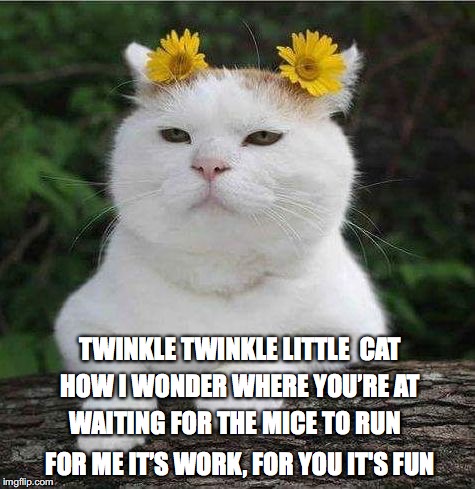 Catty Poem  | TWINKLE TWINKLE LITTLE  CAT; HOW I WONDER WHERE YOU’RE AT; WAITING FOR THE MICE TO RUN; FOR ME IT’S WORK, FOR YOU IT'S FUN | image tagged in cute cat,feline | made w/ Imgflip meme maker