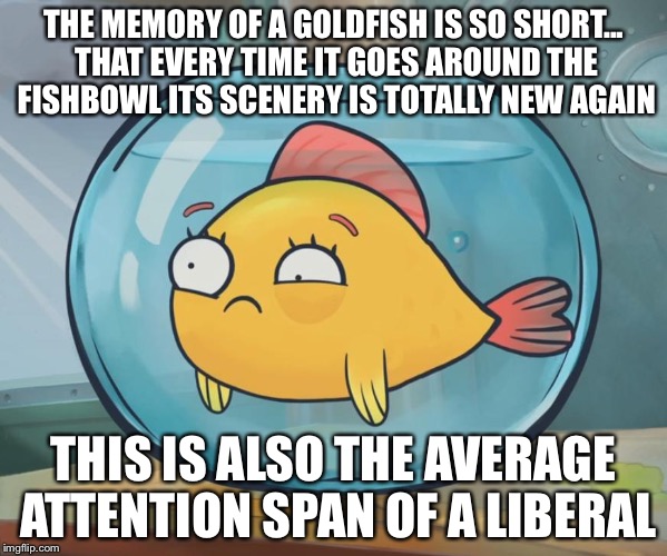 goldfish | THE MEMORY OF A GOLDFISH IS SO SHORT... THAT EVERY TIME IT GOES AROUND THE FISHBOWL ITS SCENERY IS TOTALLY NEW AGAIN; THIS IS ALSO THE AVERAGE ATTENTION SPAN OF A LIBERAL | image tagged in goldfish | made w/ Imgflip meme maker