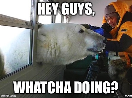 Hey, guys! | HEY GUYS, WHATCHA DOING? | image tagged in polar bear,memes | made w/ Imgflip meme maker