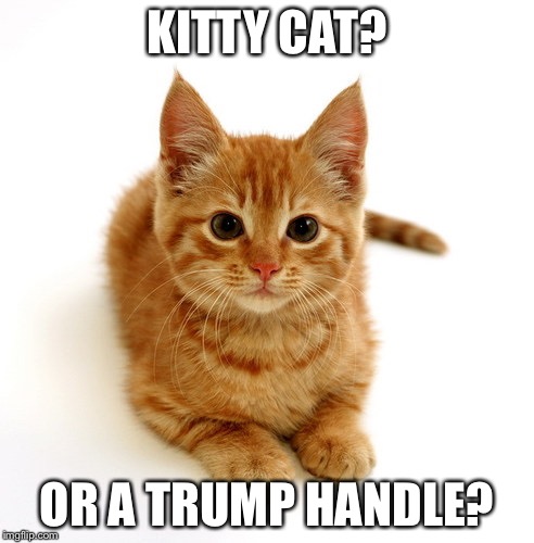 KITTY CAT? OR A TRUMP HANDLE? | image tagged in trump handle | made w/ Imgflip meme maker