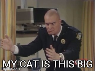 MY CAT IS THIS BIG | image tagged in night,night court | made w/ Imgflip meme maker