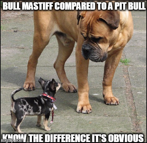 The Difference is CLEAR | BULL MASTIFF COMPARED TO A PIT BULL; KNOW THE DIFFERENCE IT'S OBVIOUS | image tagged in bull mastiff,pit bull | made w/ Imgflip meme maker