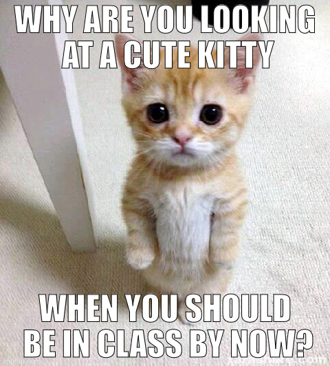 Cute Cat | WHY ARE YOU LOOKING AT A CUTE KITTY; WHEN YOU SHOULD BE IN CLASS BY NOW? | image tagged in memes,cute cat | made w/ Imgflip meme maker