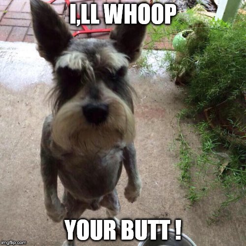 dogs | I,LL WHOOP; YOUR BUTT ! | image tagged in dogs | made w/ Imgflip meme maker
