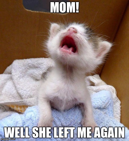 TinyKittens | MOM! WELL SHE LEFT ME AGAIN | image tagged in tinykittens | made w/ Imgflip meme maker