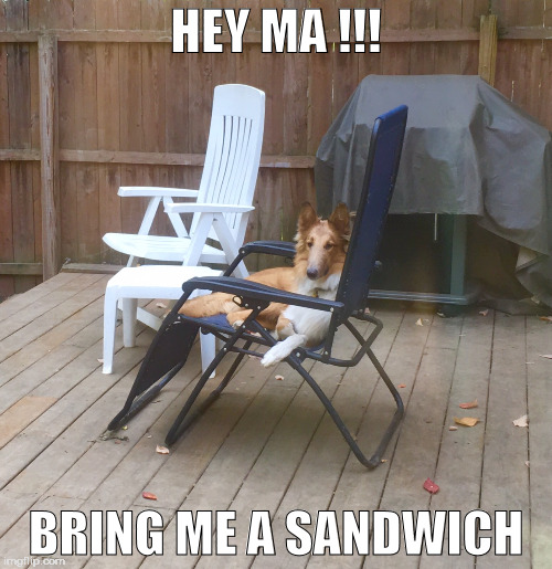 HEY MA !!! BRING ME A SANDWICH | image tagged in d | made w/ Imgflip meme maker