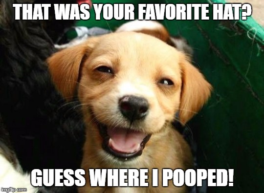  THAT WAS YOUR FAVORITE HAT? GUESS WHERE I POOPED! | image tagged in guess where i pooped | made w/ Imgflip meme maker