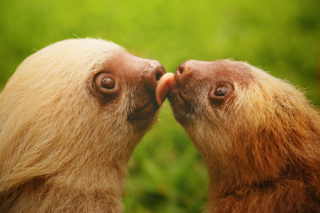High Quality sloths-kissing Blank Meme Template