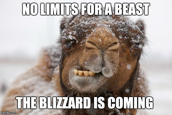 Freezing Hump Day Camel | NO LIMITS FOR A BEAST; THE BLIZZARD IS COMING | image tagged in freezing hump day camel | made w/ Imgflip meme maker