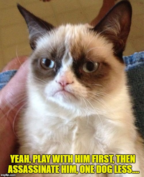 Grumpy Cat Meme | YEAH, PLAY WITH HIM FIRST, THEN ASSASSINATE HIM, ONE DOG LESS.... | image tagged in memes,grumpy cat | made w/ Imgflip meme maker