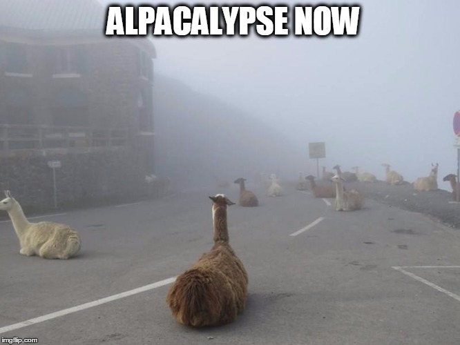 Alpacalypse Now | ALPACALYPSE NOW | image tagged in alpacalypse now | made w/ Imgflip meme maker
