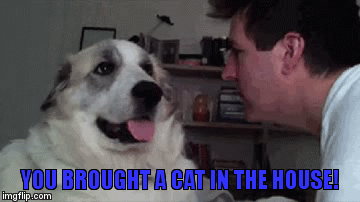 "WHAT DO YOU MEAN YOUR BROUGHT A CAT IN THE HOUSE!" | image tagged in gifs,memes | made w/ Imgflip video-to-gif maker