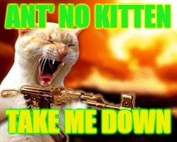 lol | ANT' NO KITTEN; TAKE ME DOWN | image tagged in lol | made w/ Imgflip meme maker