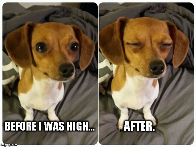 AFTER. BEFORE I WAS HIGH... | image tagged in dogs,stoner dog,funny memes | made w/ Imgflip meme maker