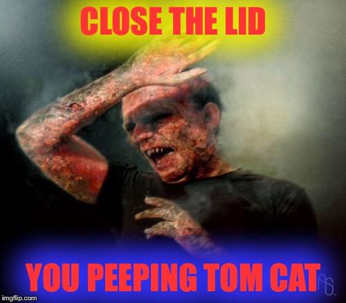 CLOSE THE LID YOU PEEPING TOM CAT | made w/ Imgflip meme maker