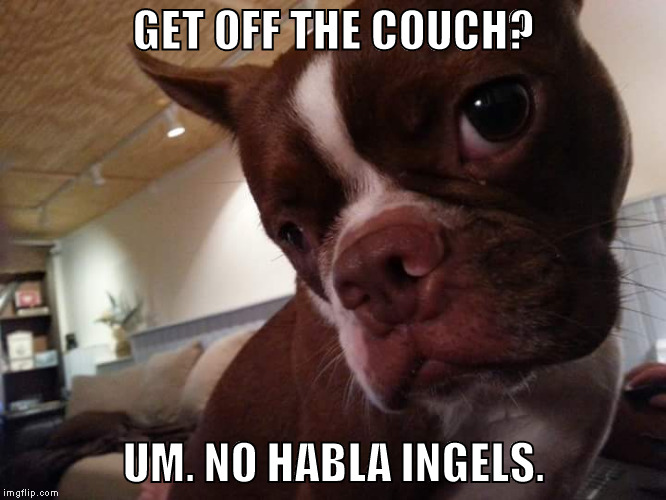 GET OFF THE COUCH? UM. NO HABLA INGELS. | image tagged in bosten terrier | made w/ Imgflip meme maker