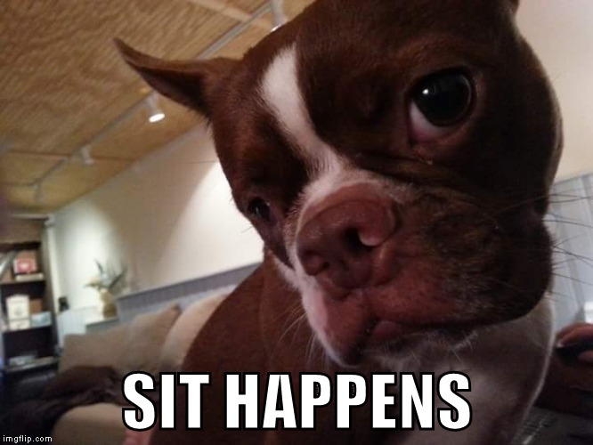 SIT HAPPENS | image tagged in boston terrier | made w/ Imgflip meme maker