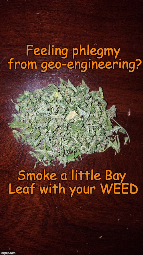 Bay Leaf and WEED | Feeling phlegmy from geo-engineering? Smoke a little Bay Leaf with your WEED | image tagged in bay leaf,geo-engineering,weed | made w/ Imgflip meme maker
