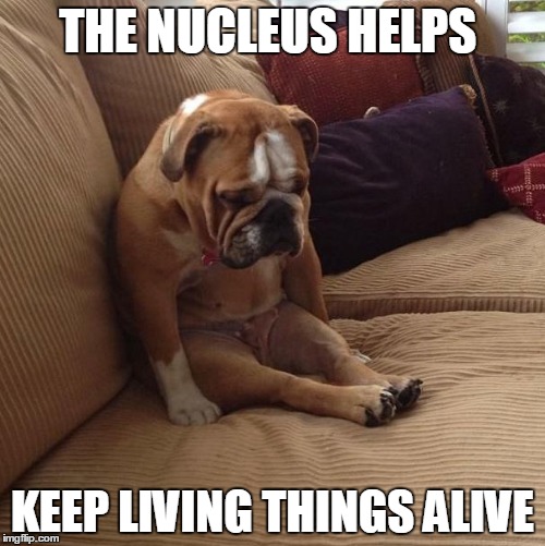 bulldogsad | THE NUCLEUS HELPS; KEEP LIVING THINGS ALIVE | image tagged in bulldogsad | made w/ Imgflip meme maker