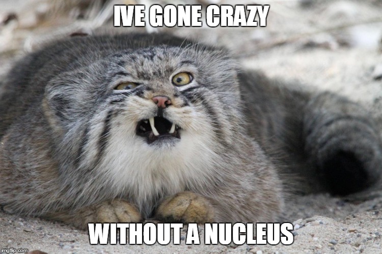 weird cat with weird face | IVE GONE CRAZY; WITHOUT A NUCLEUS | image tagged in weird cat with weird face | made w/ Imgflip meme maker