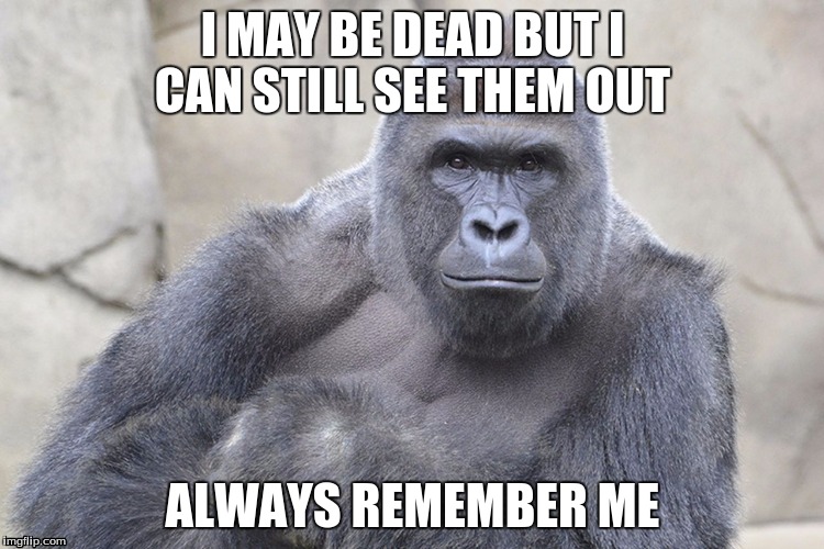 Harambe | I MAY BE DEAD BUT I CAN STILL SEE THEM OUT; ALWAYS REMEMBER ME | image tagged in cincinnati zoo,harambe | made w/ Imgflip meme maker