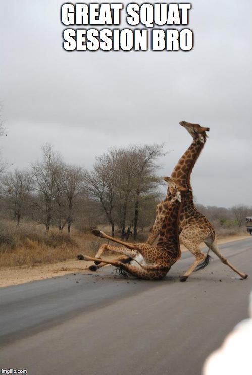 Falling Giraffe | GREAT SQUAT SESSION BRO | image tagged in falling giraffe | made w/ Imgflip meme maker